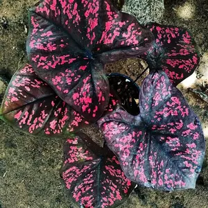 caladium midnight maroon keladi hias