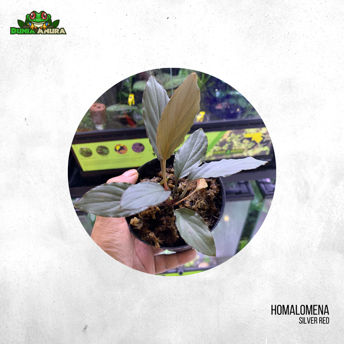 Gambar Tanaman Vivarium Homalomena Sp Silver dari Dunia Anura 99 Kota Administrasi Jakarta Barat 5 Tokopedia