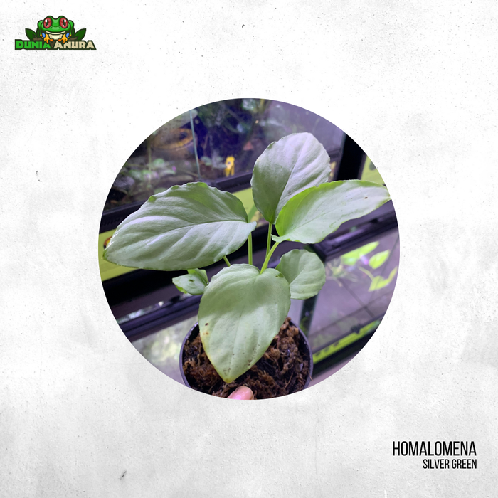 Gambar Tanaman Vivarium Homalomena Sp Silver dari Dunia Anura 99 Kota Administrasi Jakarta Barat 4 Tokopedia