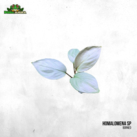 Gambar Tanaman Vivarium Homalomena Sp Silver dari Dunia Anura 99 Kota Administrasi Jakarta Barat 1 Tokopedia