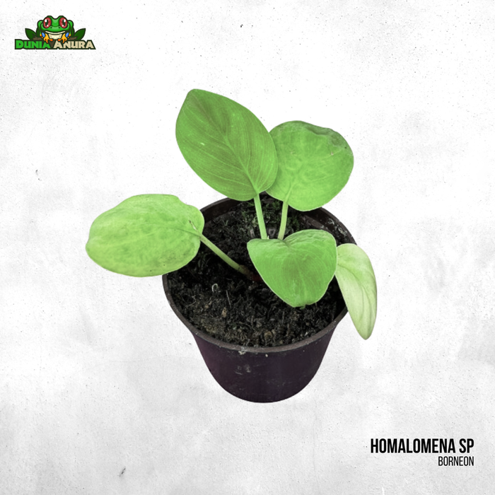 Gambar Tanaman Vivarium/Paludarium Homalomena sp dari Dunia Anura 99 Kota Administrasi Jakarta Barat Tokopedia