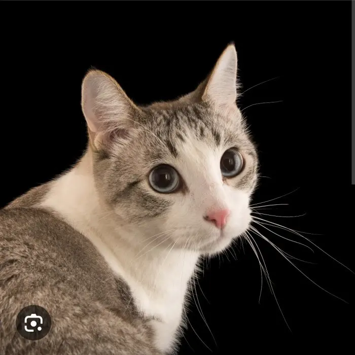 D R O N T A L CAT ATASI Cacing Kucing Kucing Cacingan Cat per 1 Tablet 3