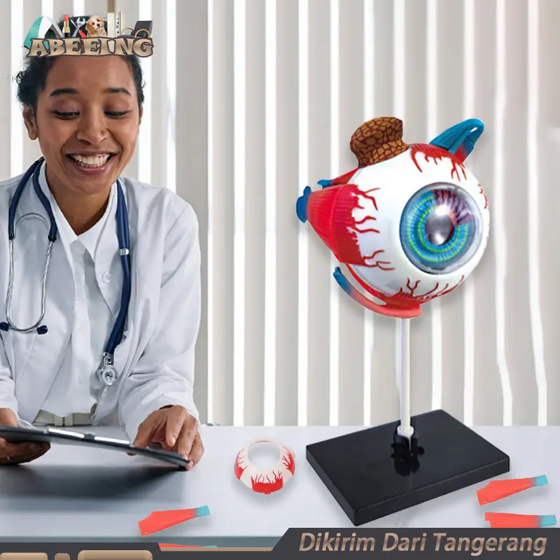 Manekin Mata Model Human Body Anatomy Model Mainan Anatomi Tubuh Manusia