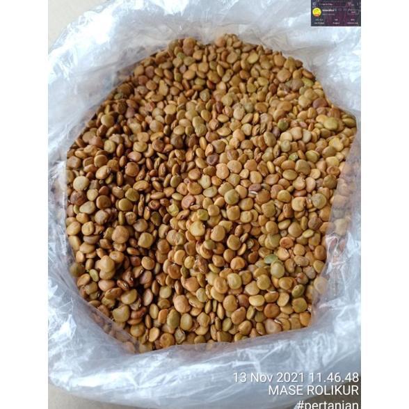 Benih Bengkoan Bengkoang Isi 1Kg