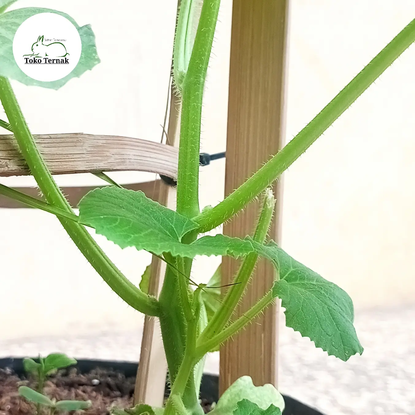 Bambu siap pakai/ bambu untuk lantai kandang 50 cm