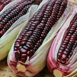 [PROMO] Jagung Ketan Ungu 1 Kilogram