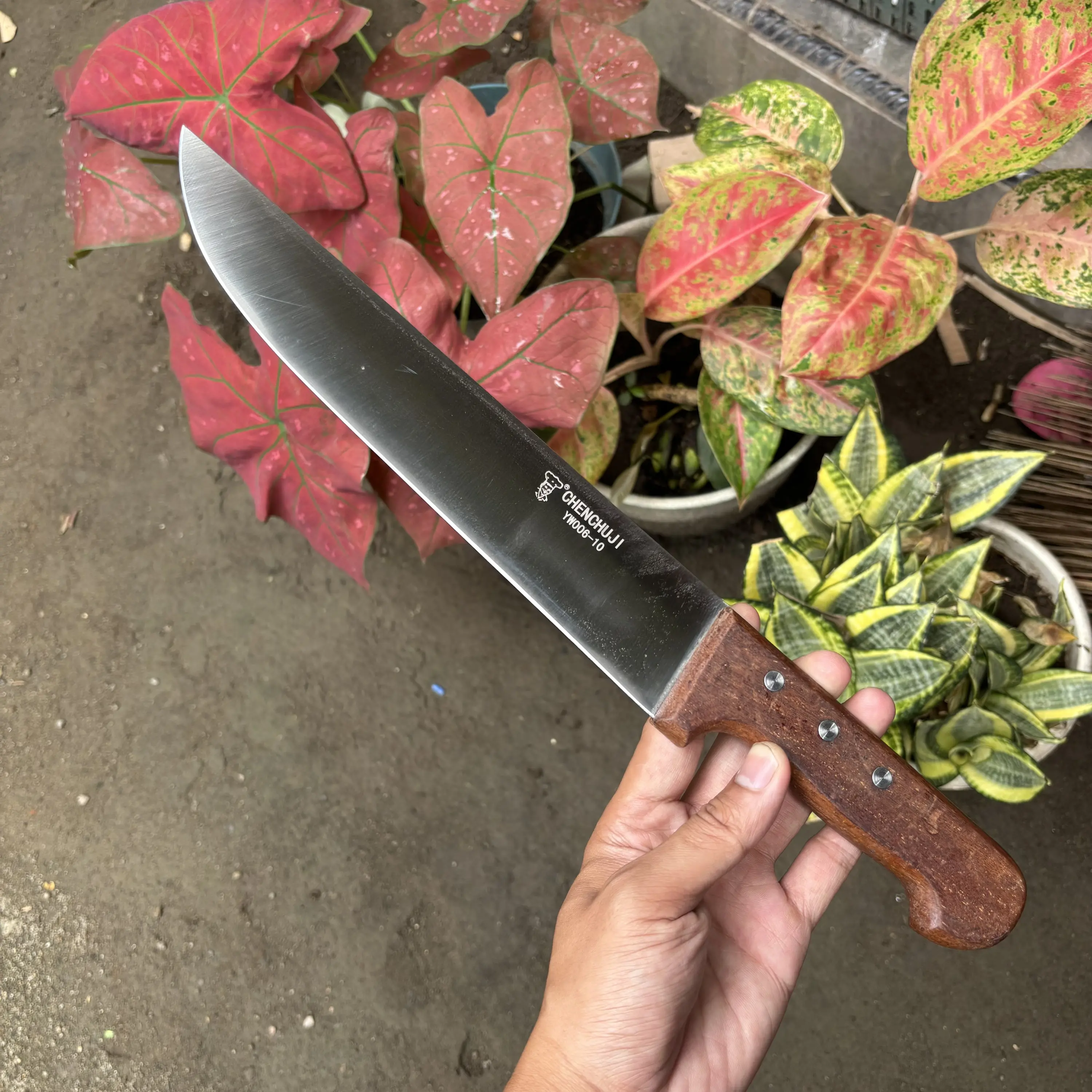 Pisau Chenchuji 25cm 3mm Woodhandle