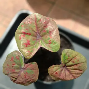 caladium Thai Paw Thailand series