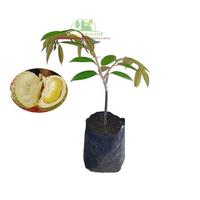 Gambar Bibit Durian Bawor Unggul Berkualitas Super dari PUROTANI.ID Kab. Purworejo 1 Tokopedia