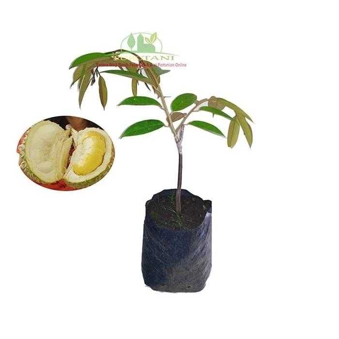 Gambar Bibit Durian Bawor Unggul Berkualitas Super dari PUROTANI.ID Kab. Purworejo Tokopedia