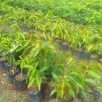 Gambar Bibit Durian Bawor Unggul Berkualitas Super dari PUROTANI.ID Kab. Purworejo 2 Tokopedia