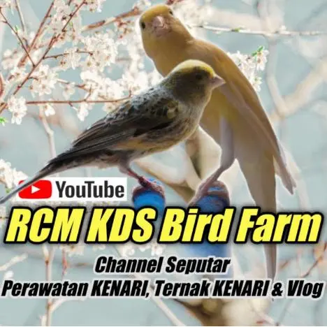 !!!SERBUK KAHAT - Mengatasi masalah KAKI KENARI 4