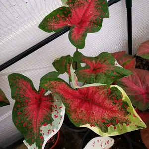 Caladium Rimbkhofah Thailand Series Tanaman Hias dengan Media dan Pot Siap Kirim untuk Ukuran Anak