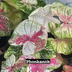 caladium phonkanok keladi hias