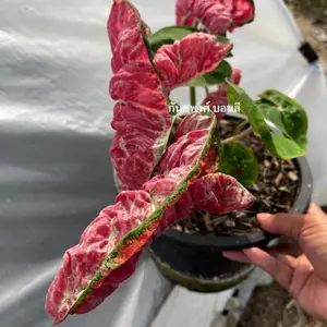 caladium crispy crunchy rare item