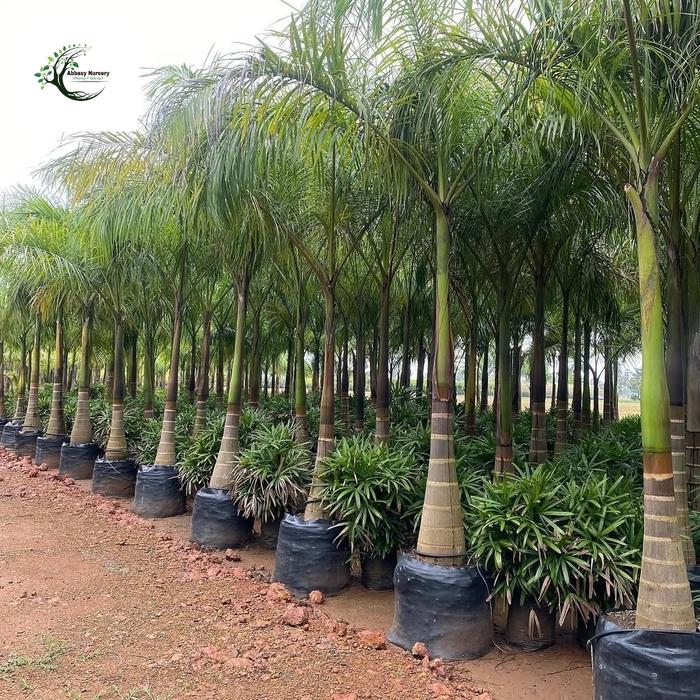 Pelam Raja Jual Pohon Palem Raja tinggi 3 meter / Tanaman Palem Raja / tersedia ...