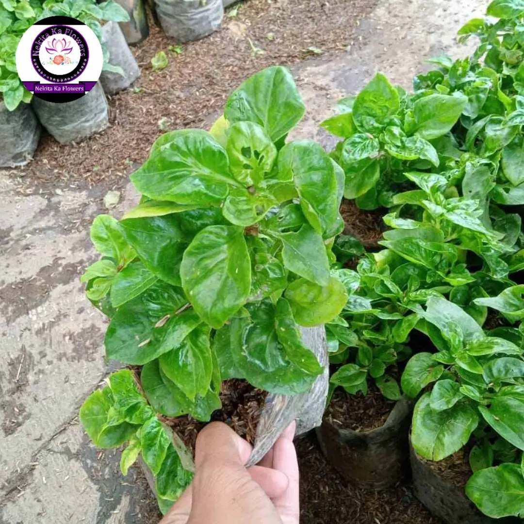  Tanaman bayam brazil (siap tanam) - Shop 
