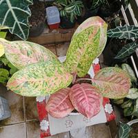 Gambar Bibit Tanaman Hias Aglonema Aglaonema Big Roy dari Kebun Ziad Kota Malang 3 Tokopedia