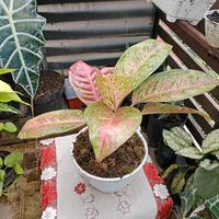 Gambar Bibit Tanaman Hias Aglonema Aglaonema Big Roy dari Kebun Ziad Kota Malang 5 Tokopedia