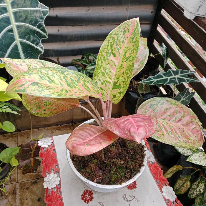 Gambar Bibit Tanaman Hias Aglonema Aglaonema Big Roy dari Kebun Ziad Kota Malang Tokopedia