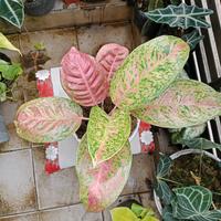 Gambar Bibit Tanaman Hias Aglonema Aglaonema Big Roy dari Kebun Ziad Kota Malang 4 Tokopedia