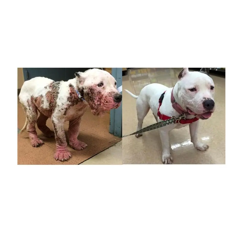 ter-46 Kudix dog caps obat gatal koreng scabies gudig eksim pada anjing Original