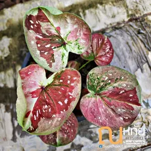 caladium kungthai thailand series