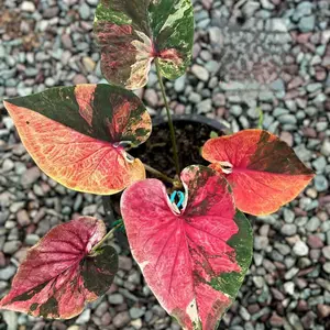caladium phrachaosua Thailand series