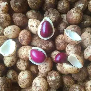 Kacang Polong Bogor 1 Kilogram