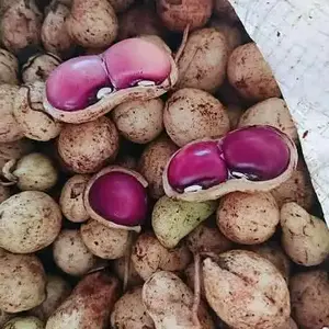 Kacang Polong Khas Bogor 1 KG