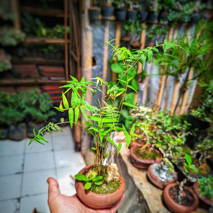 Bonsai Bambu Mini Micro Sudah Siap Pajang Berkararter Plus Pot Bonsai