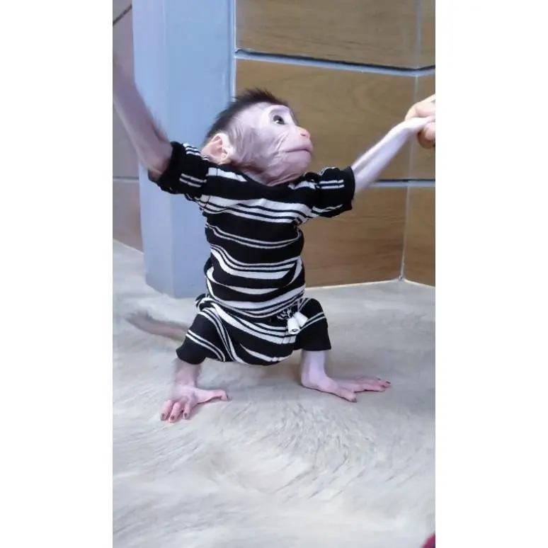 setelan baju hewan primata