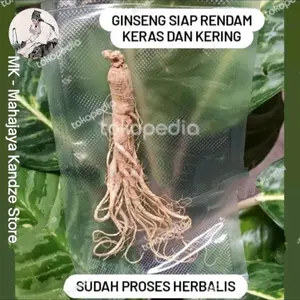 Ginseng Kering Herbalis Rendam Per Batang ( M )