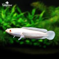 Gambar Ikan Channa Albino Striata GRADE A dari FISHKINIANSTORE Kota Tangerang Selatan 1 Tokopedia