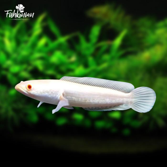 Gambar Ikan Channa Albino Striata GRADE A dari FISHKINIANSTORE Kota Tangerang Selatan Tokopedia