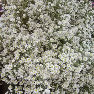 bunga pikok putih 1 ikat 10 tangkai