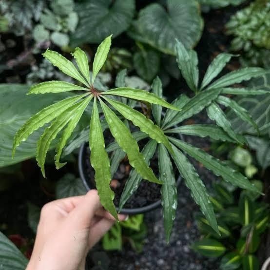 Jual Tanaman Hias Anthurium Polyschistum Tweed - Kota Batu - Omahbibit.id |  Tokopedia