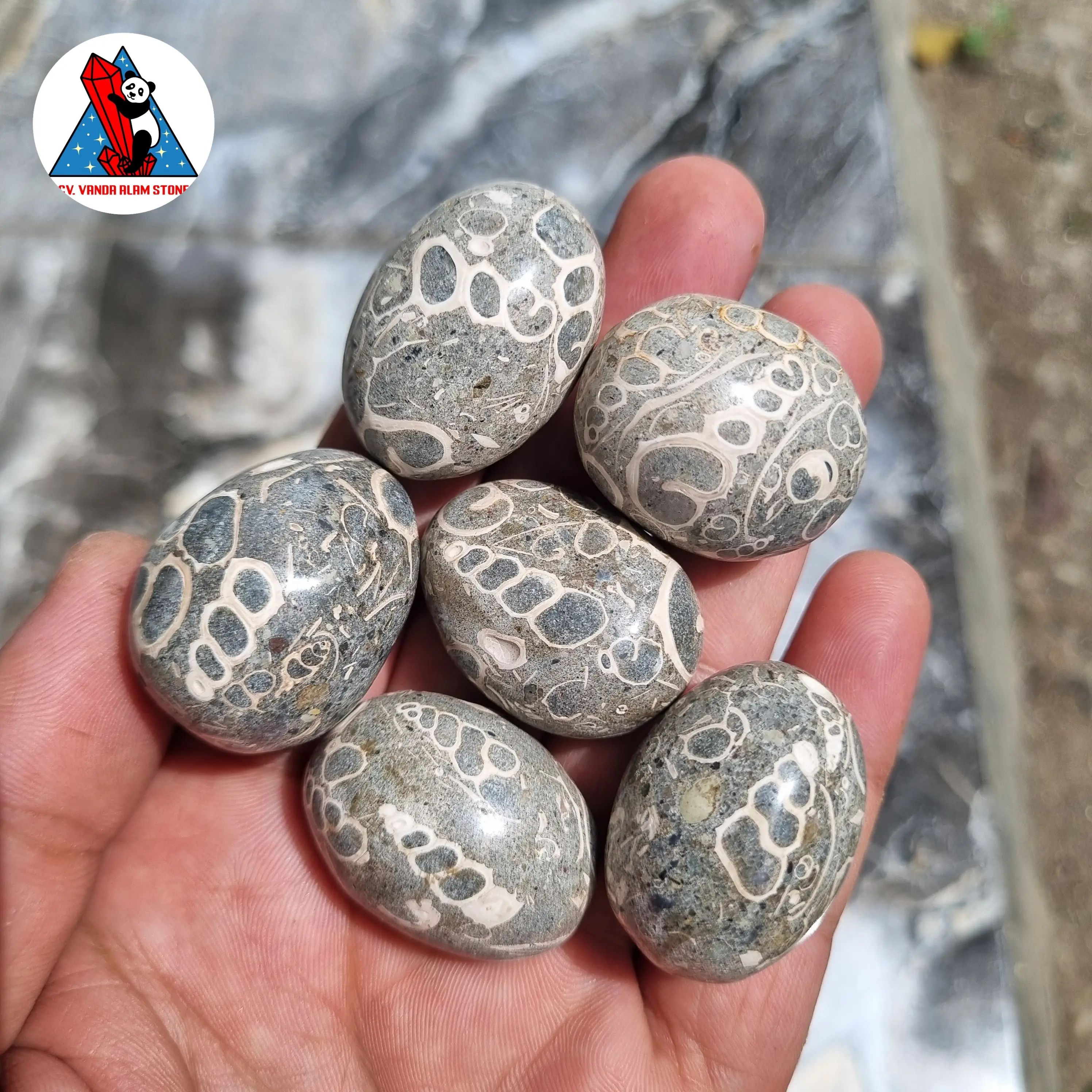 1pcs Tumbled Batu Fosil Kerang