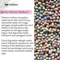 Gambar Workplant- Hidroton Rainbow - Leca Hidroton Warna Warni Media Tanam Hidroponik Tanaman Hias Sayuran Semi Hidroponik dari workplant official Kota Surabaya 4 Tokopedia