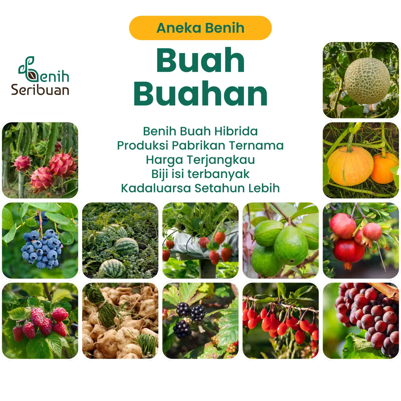 Bibit Buah Buahan Hibrida Benih Tanaman Buah Unggul Strawberry Melon