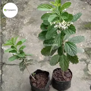 Kembang Bugang Keji Beling Siap Tanam