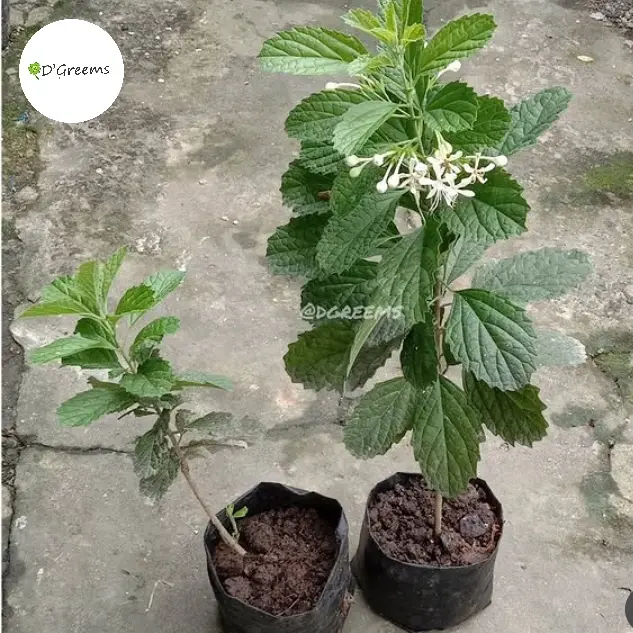 Kembang Bugang Keji Beling Siap Tanam