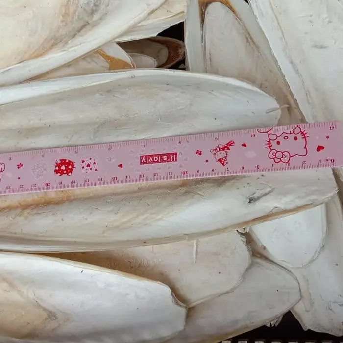 Cuttlefish Bone Tulang sotong kalsium cangkang cumi buat burung reptil 2
