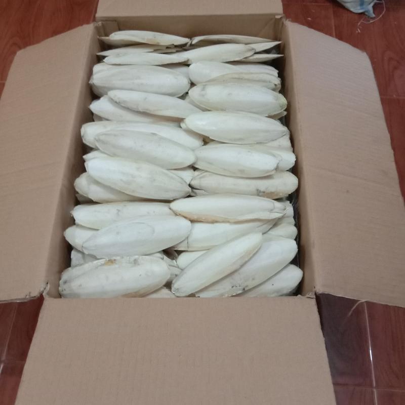 asinan tulang sotong untuk gacorkan dan kalsium untuk burung Lovebird 1