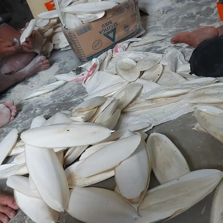 Cuttlefish Bone Tulang sotong kalsium cangkang cumi buat burung reptil 3