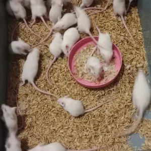 Mencit Jumper Tikus Putih Pakan Reptil Hewan Predator
