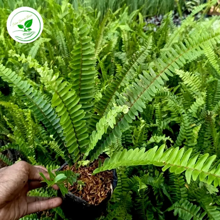 paket 100 polybag tanaman pakis kelabang/pakis paku