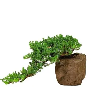 Tanaman Hias Cemara Buaya - Bibit Bonsai
