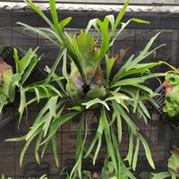 Gambar platycerium bifurcatum dutch dari Akas Floris Kab. Bogor 1 Tokopedia