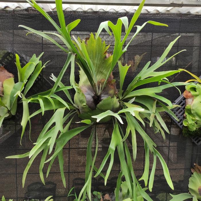 Gambar platycerium bifurcatum dutch dari Akas Floris Kab. Bogor Tokopedia